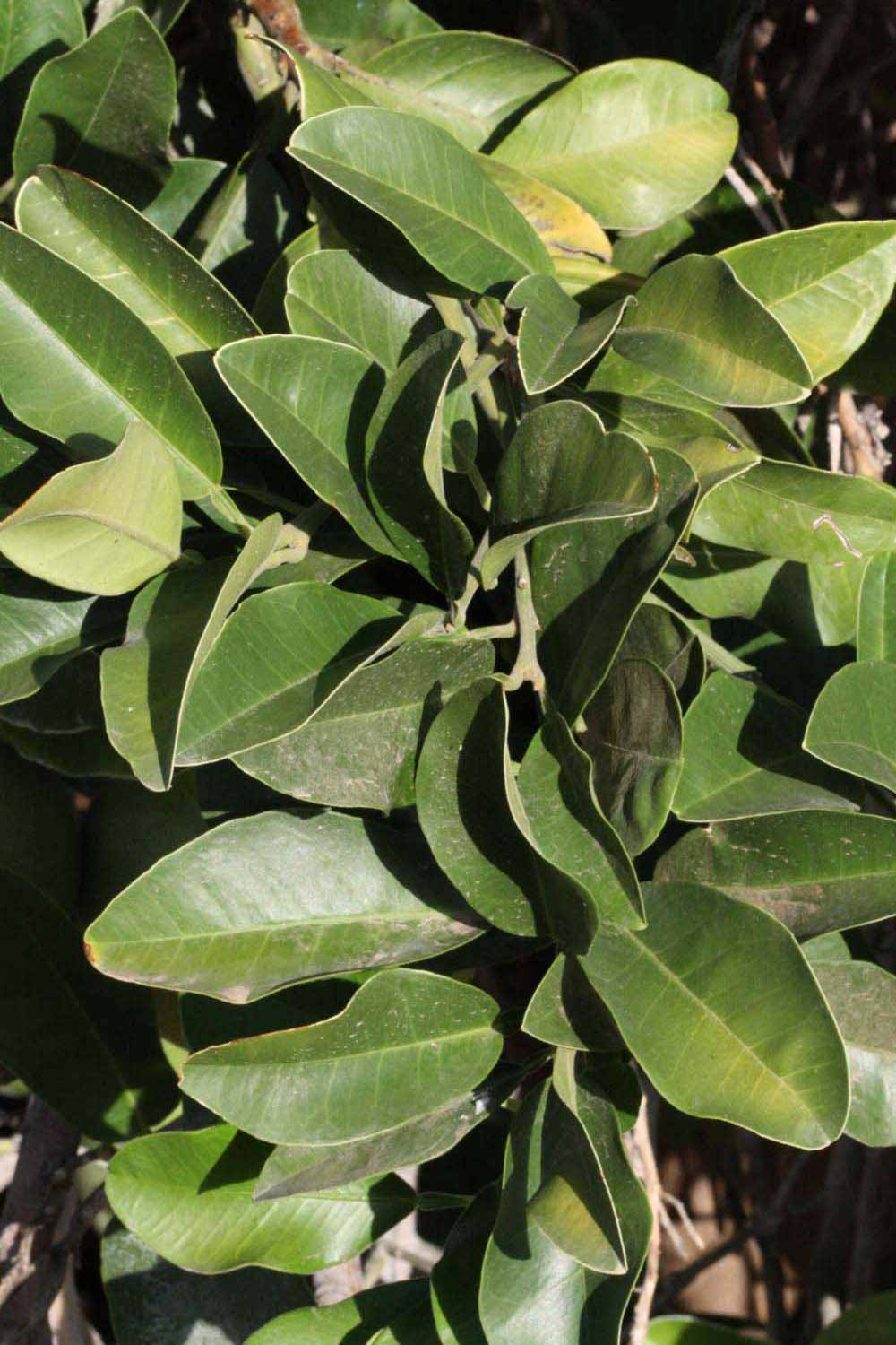              Sun leaves (Riverside, CA)       